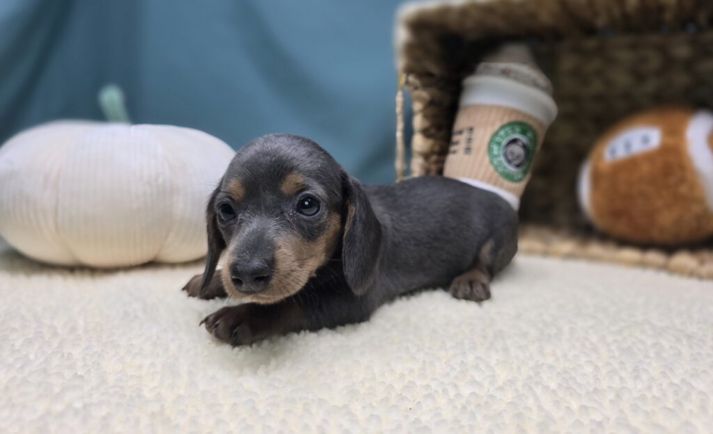 Nova - Dachshund - Image 5
