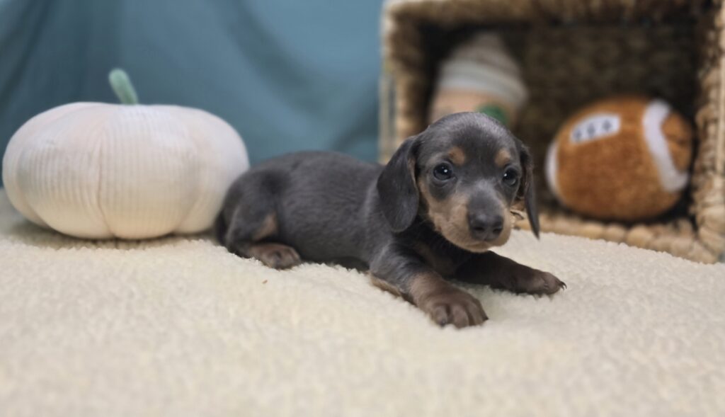 Nova - Dachshund - Image 4