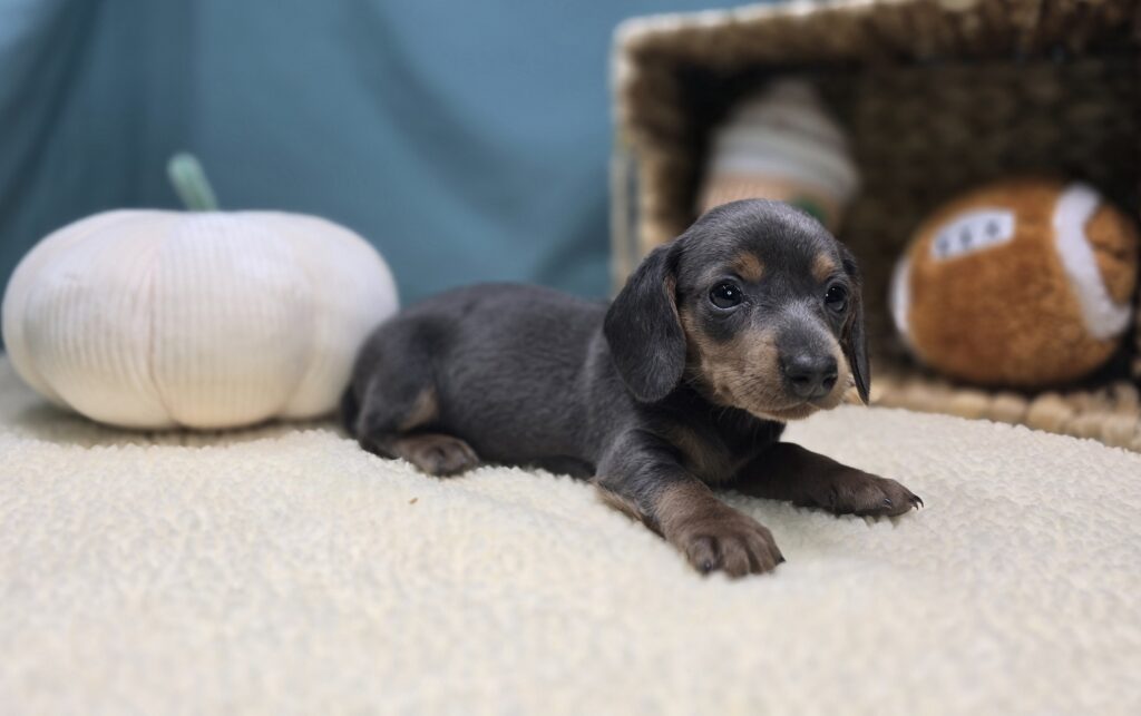 Nova - Dachshund - Image 3