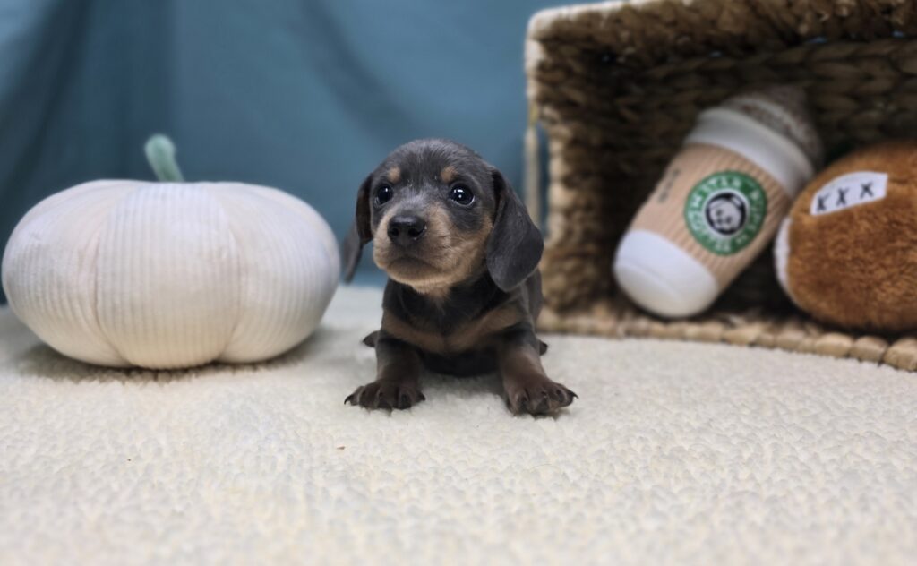 Ivy - Dachshund - Image 2