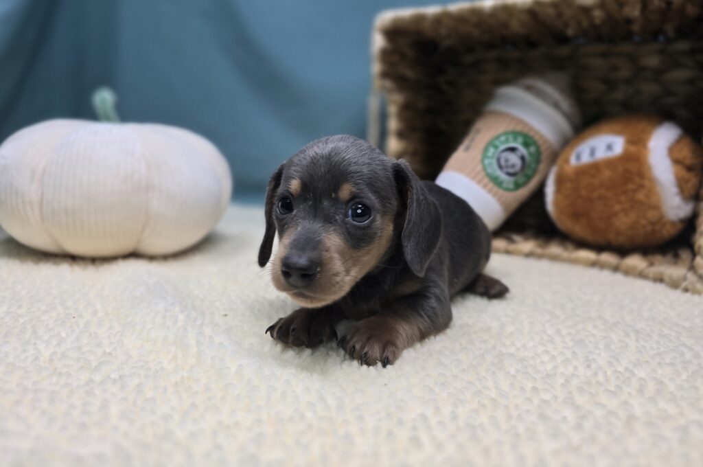 Ivy - Dachshund - Image 6