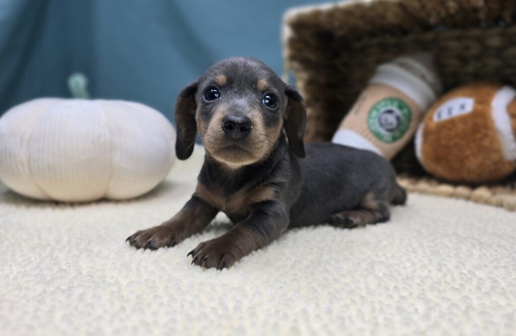 Ivy - Dachshund - Image 4