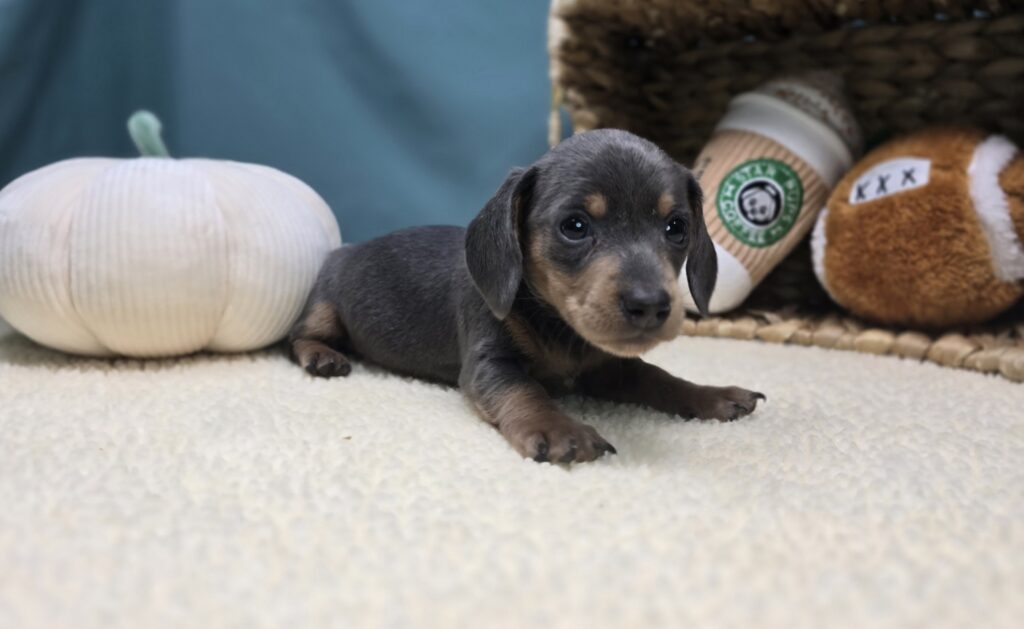 Ivy - Dachshund - Image 3