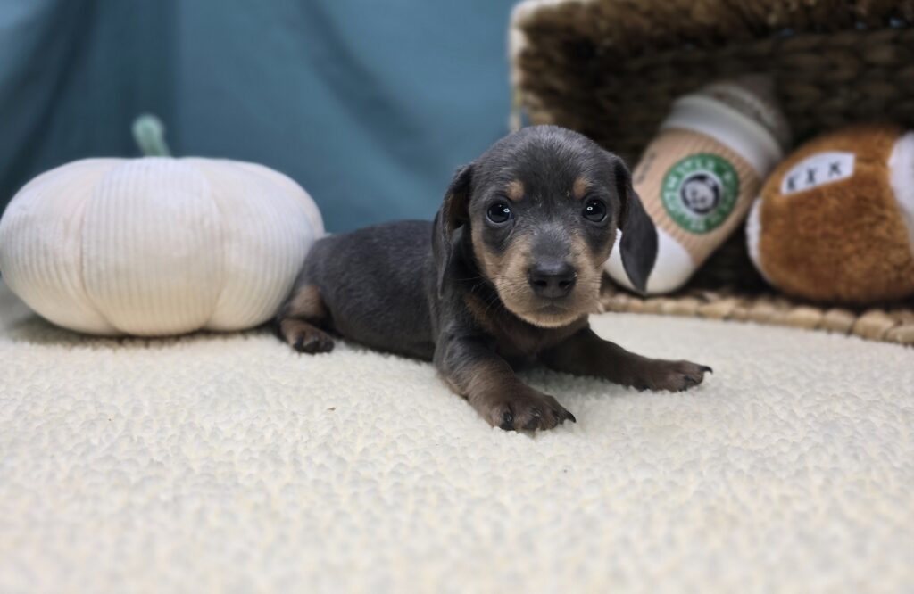 [#251016-03]  - Silver / Tan F Dachshund Puppies For Sale