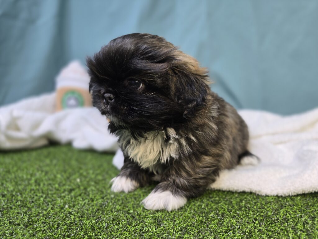 Alfie - Pekingese - Image 2