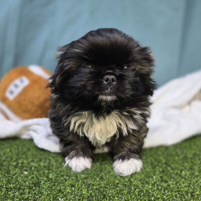 Pekingese - 1216 - Alfie