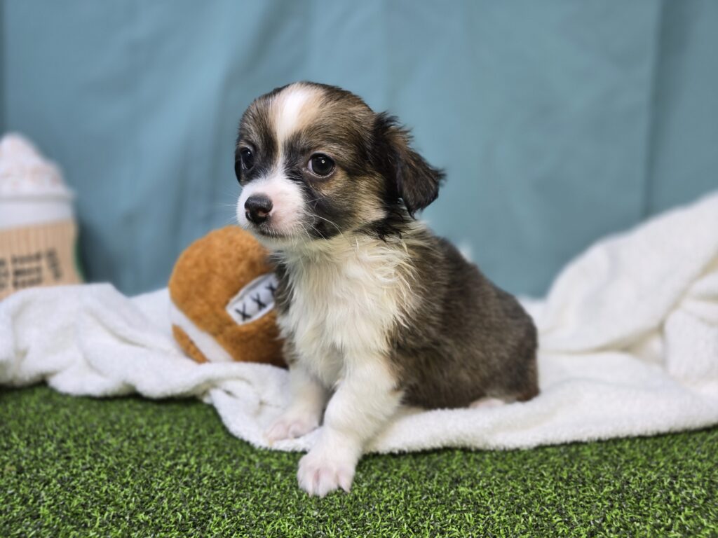 Koda - Chihuahua - Image 2