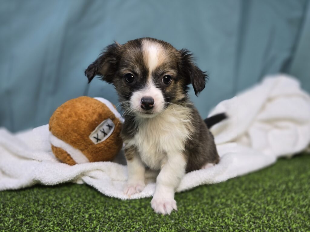 Koda - Chihuahua - Image 4