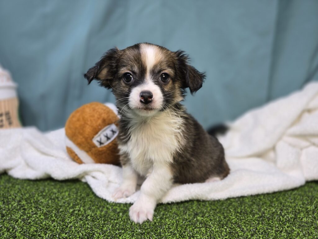 [#2529-02]  - Black M Chihuahua Puppies For Sale