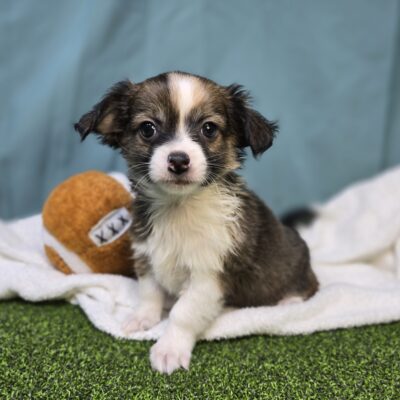 Chihuahua - 1186 - Koda