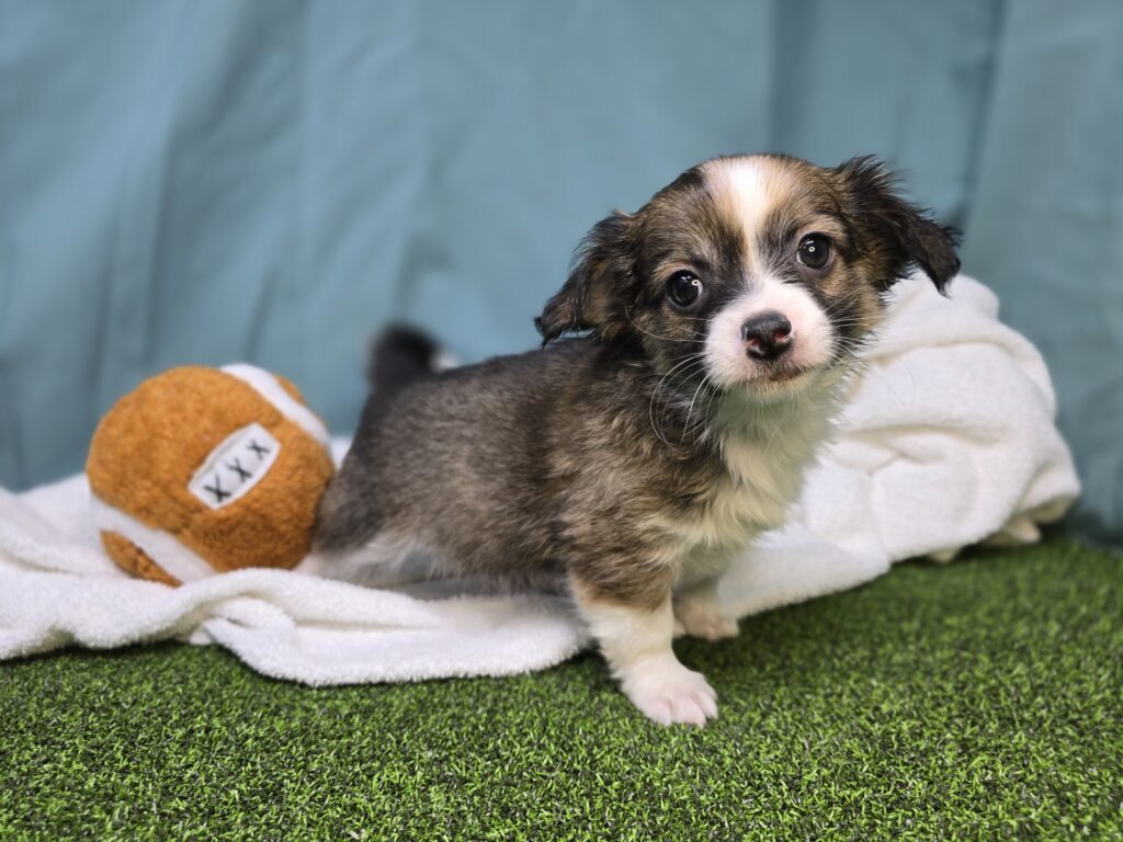 Koda - Chihuahua - Image 3