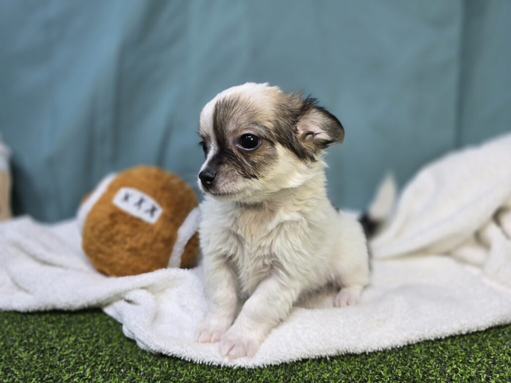 Henry - Chihuahua - Image 2