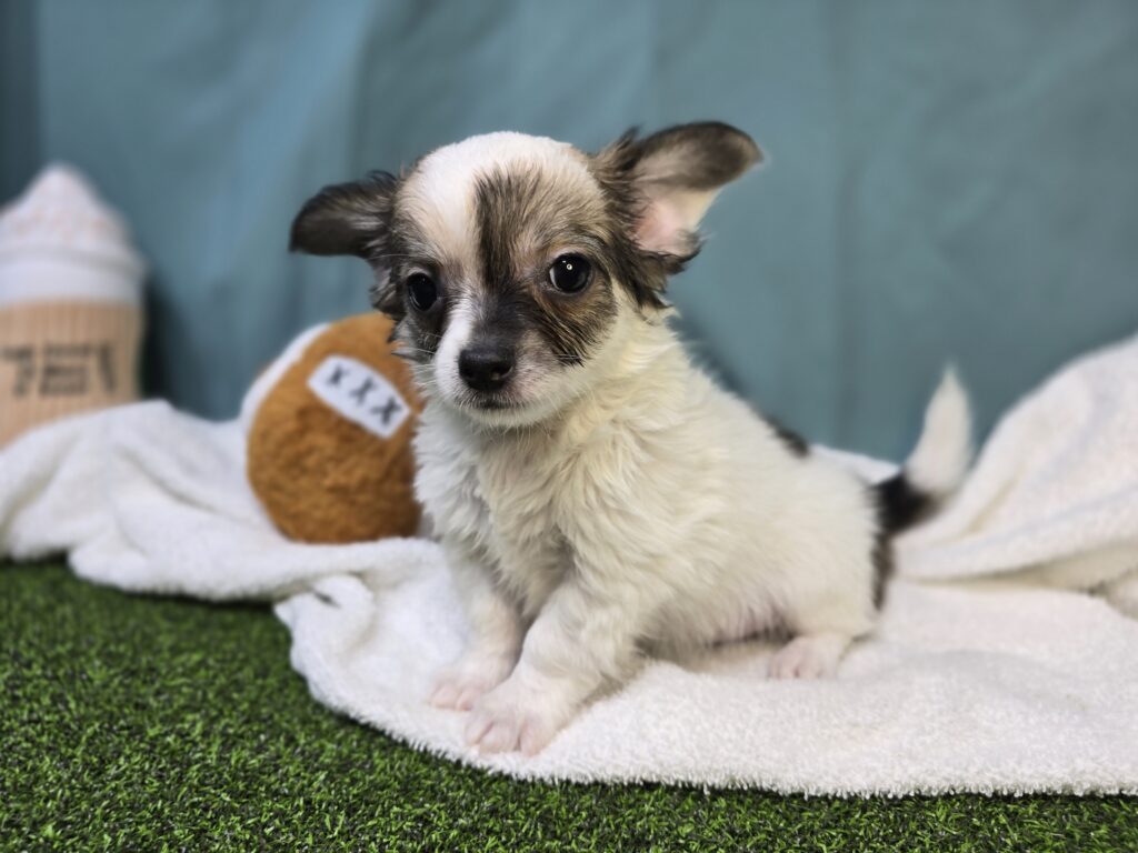 Henry - Chihuahua - Image 3