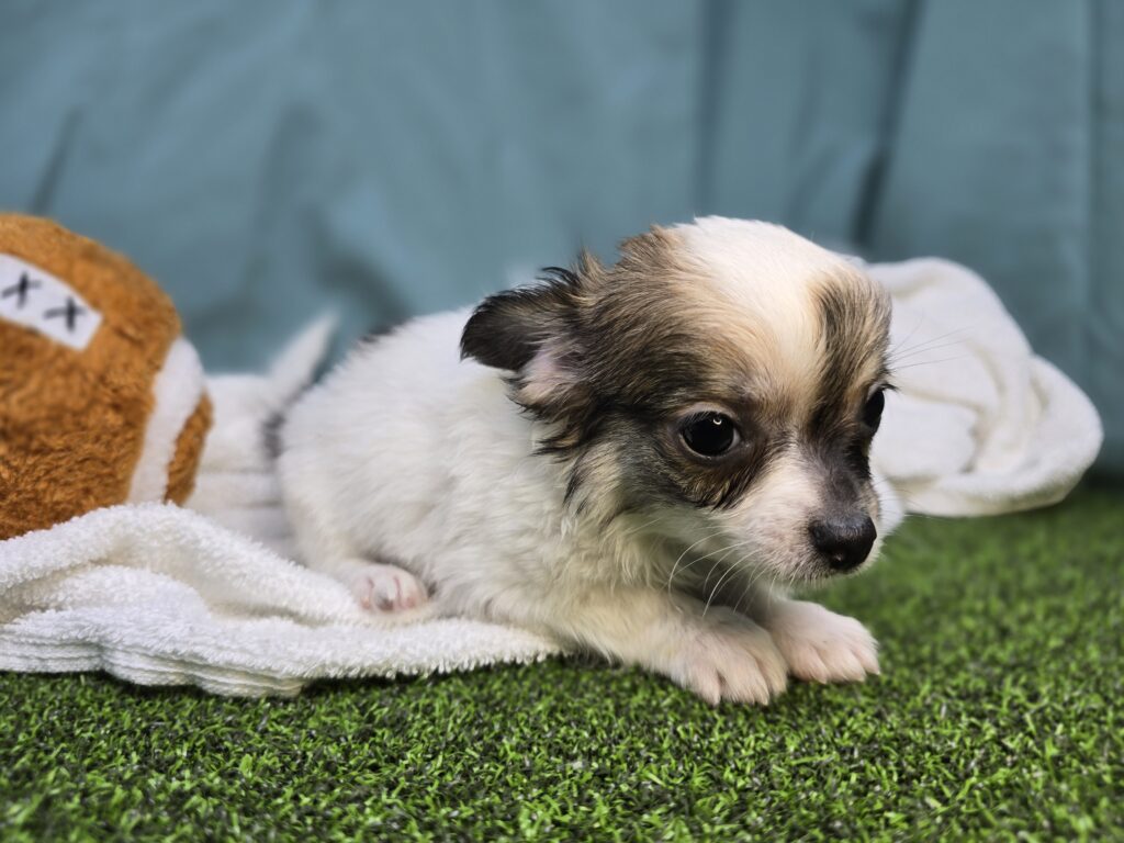 Henry - Chihuahua - Image 4