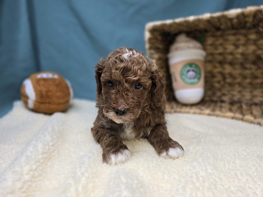 Cheerio - Goldendoodle Mini F1b - Image 2