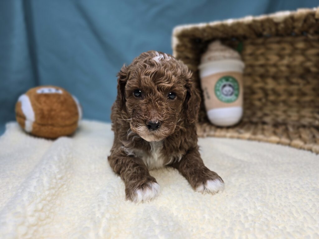 Cheerio - Goldendoodle Mini F1b - Image 3