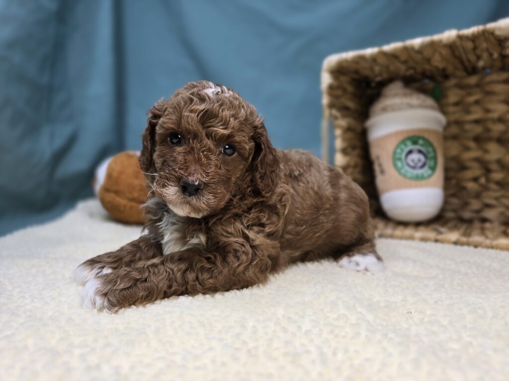 Cheerio - Goldendoodle Mini F1b - Image 4