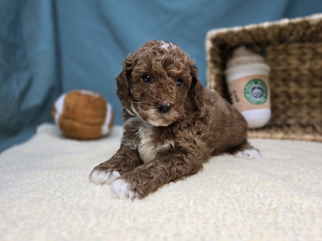 [#251070-01]  - Apricot M Goldendoodle Mini F1b Puppies For Sale