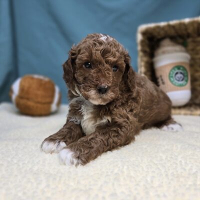 Goldendoodle Mini F1b - 1221 - Cheerio