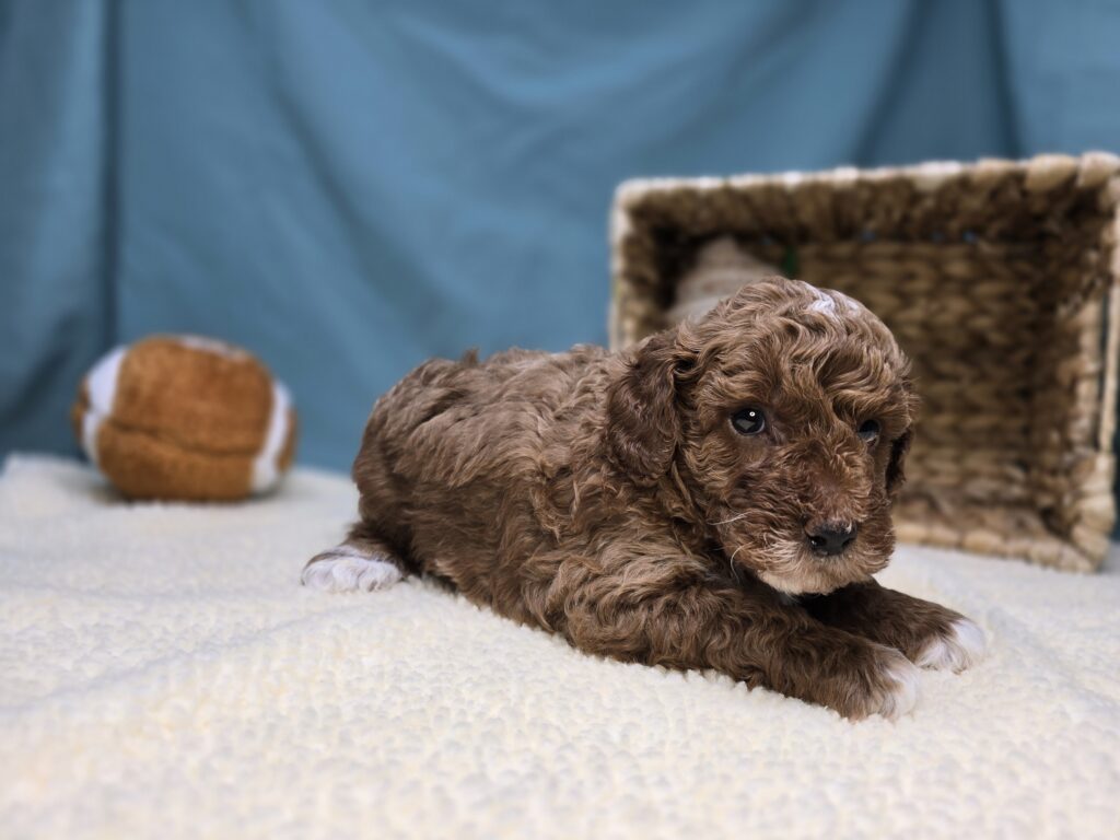 Cheerio - Goldendoodle Mini F1b - Image 5