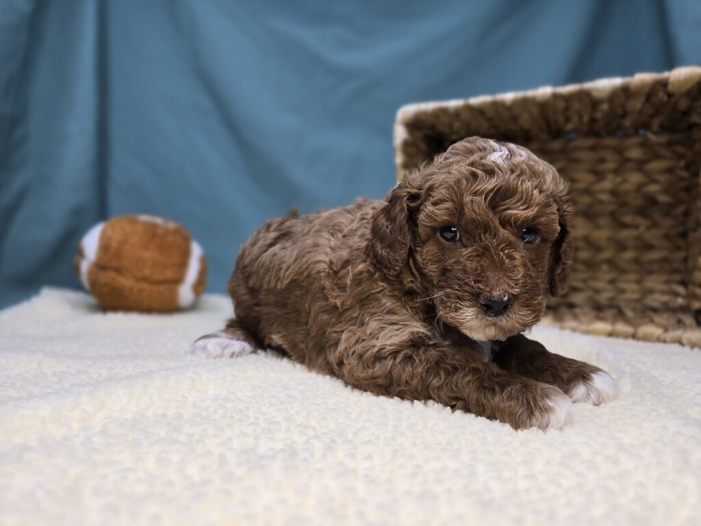 Cheerio - Goldendoodle Mini F1b - Image 6