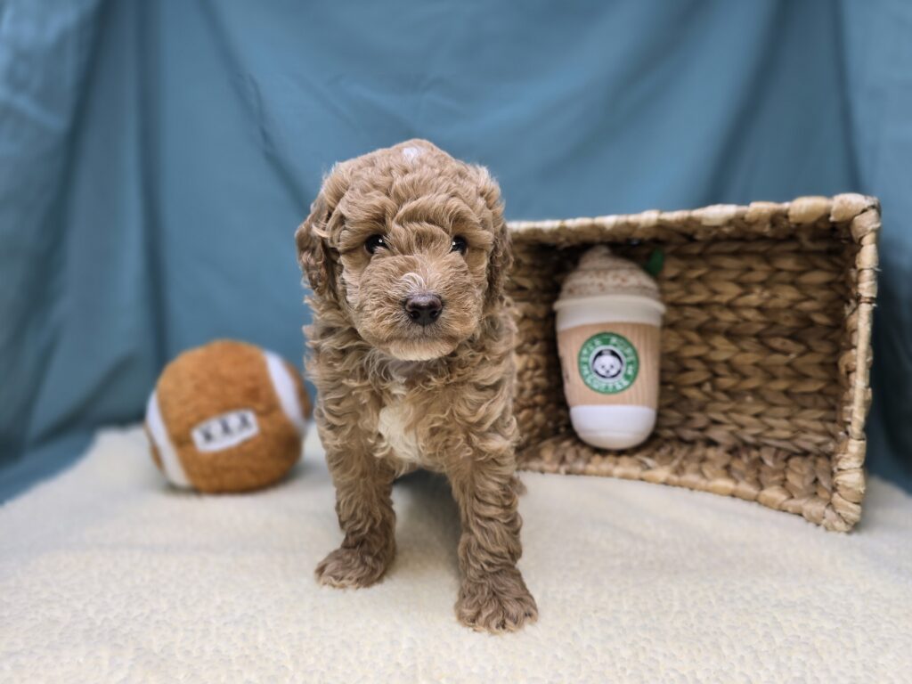 Moose - Goldendoodle Mini F1b - Image 2