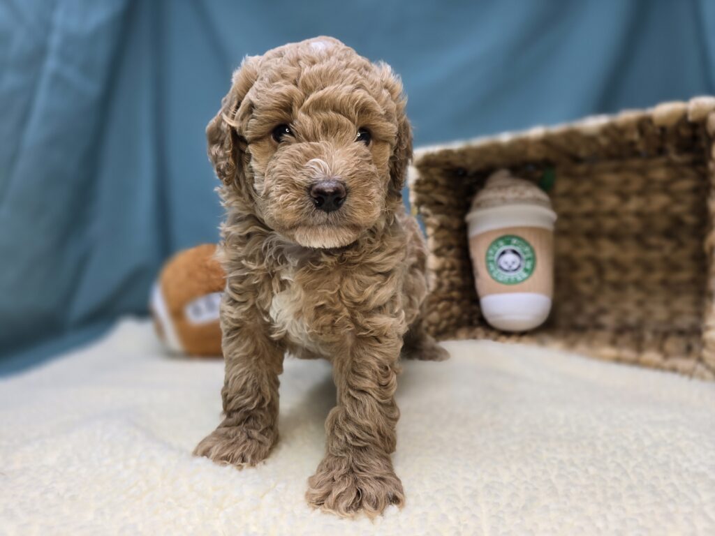 [#251070-02]  - Apricot M Goldendoodle Mini F1b Puppies For Sale