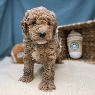 Goldendoodle Mini F1b - 1222 - Moose