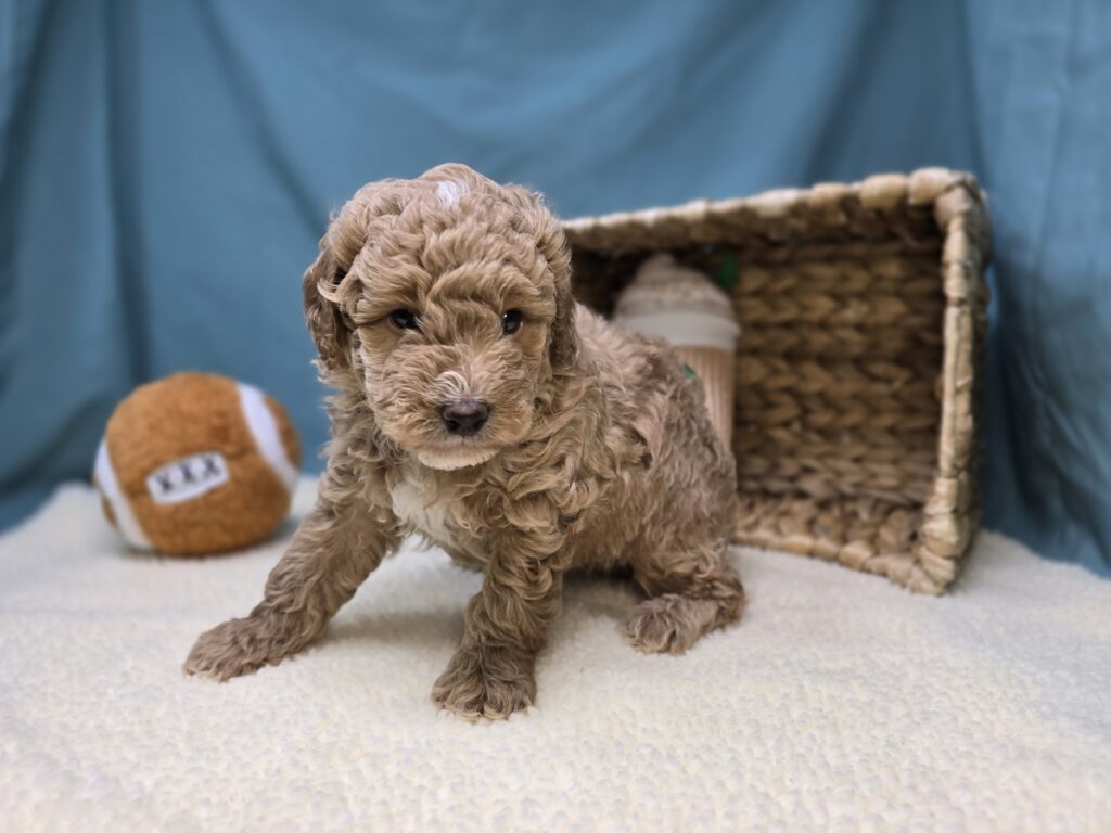 Moose - Goldendoodle Mini F1b - Image 3