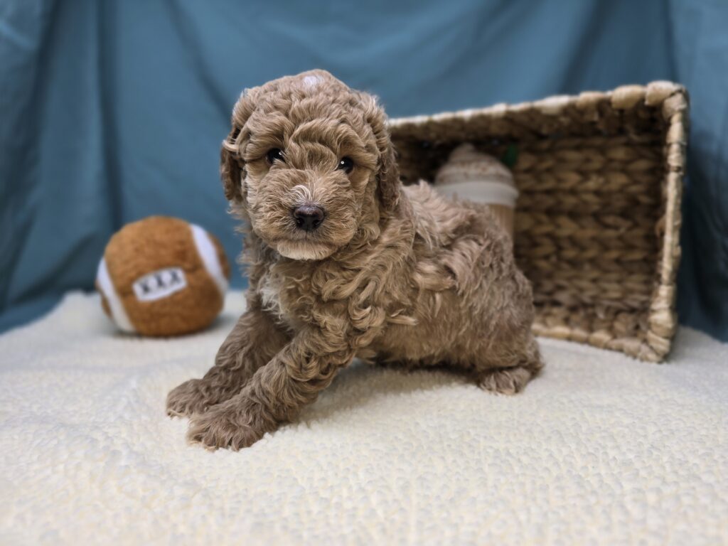 Moose - Goldendoodle Mini F1b - Image 4