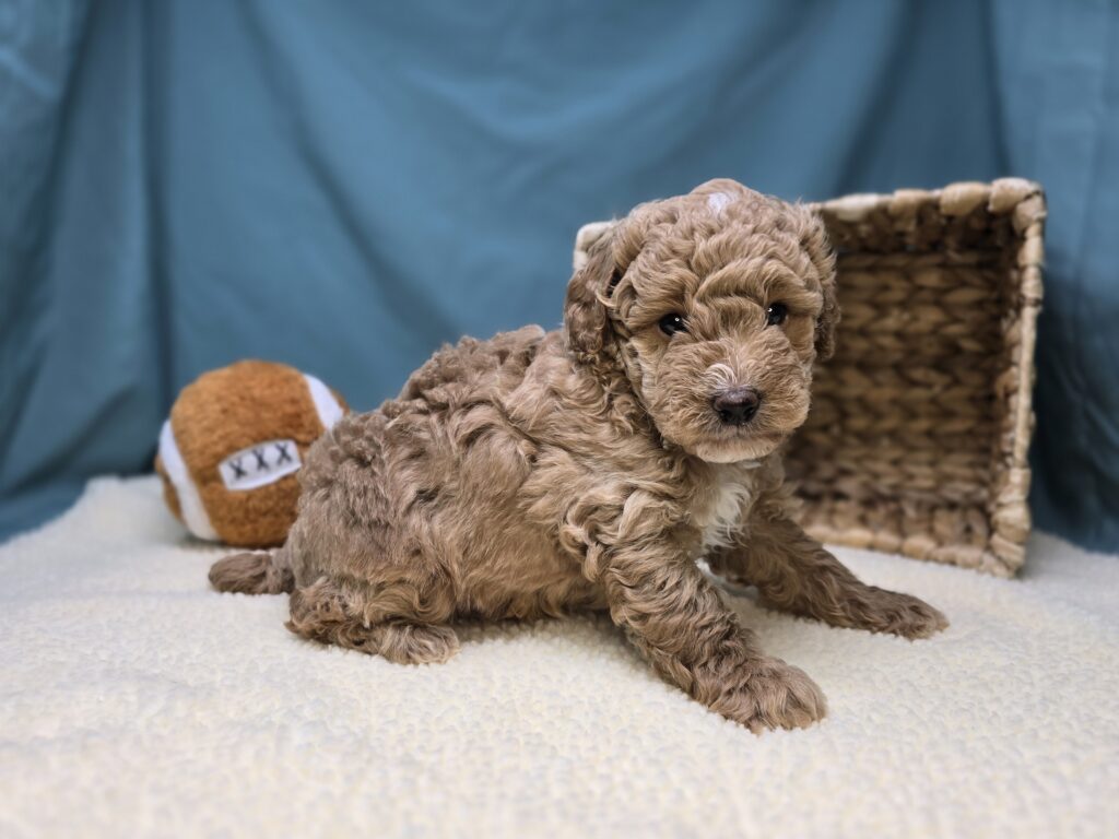 Moose - Goldendoodle Mini F1b - Image 5
