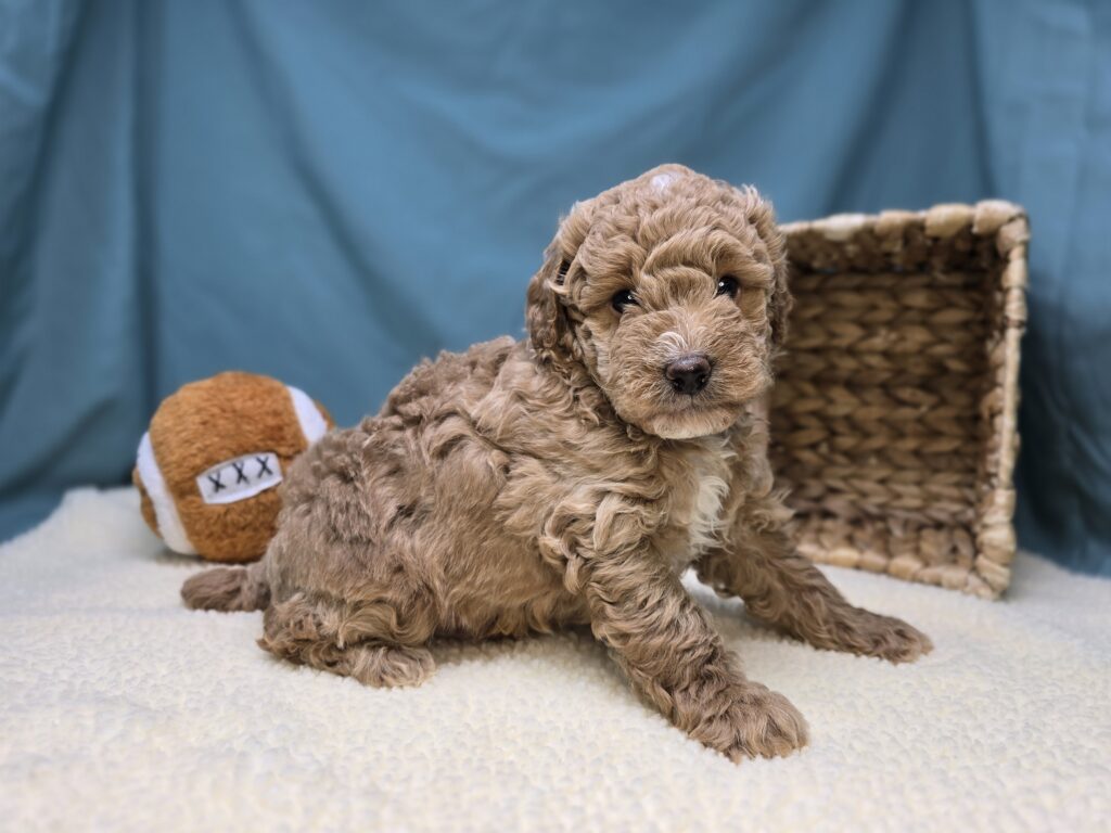 Moose - Goldendoodle Mini F1b - Image 6
