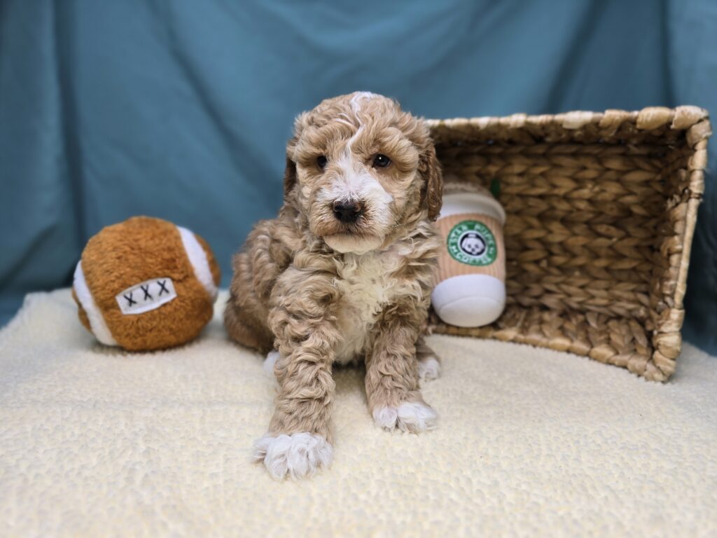 Butters - Goldendoodle Mini F1b - Image 2