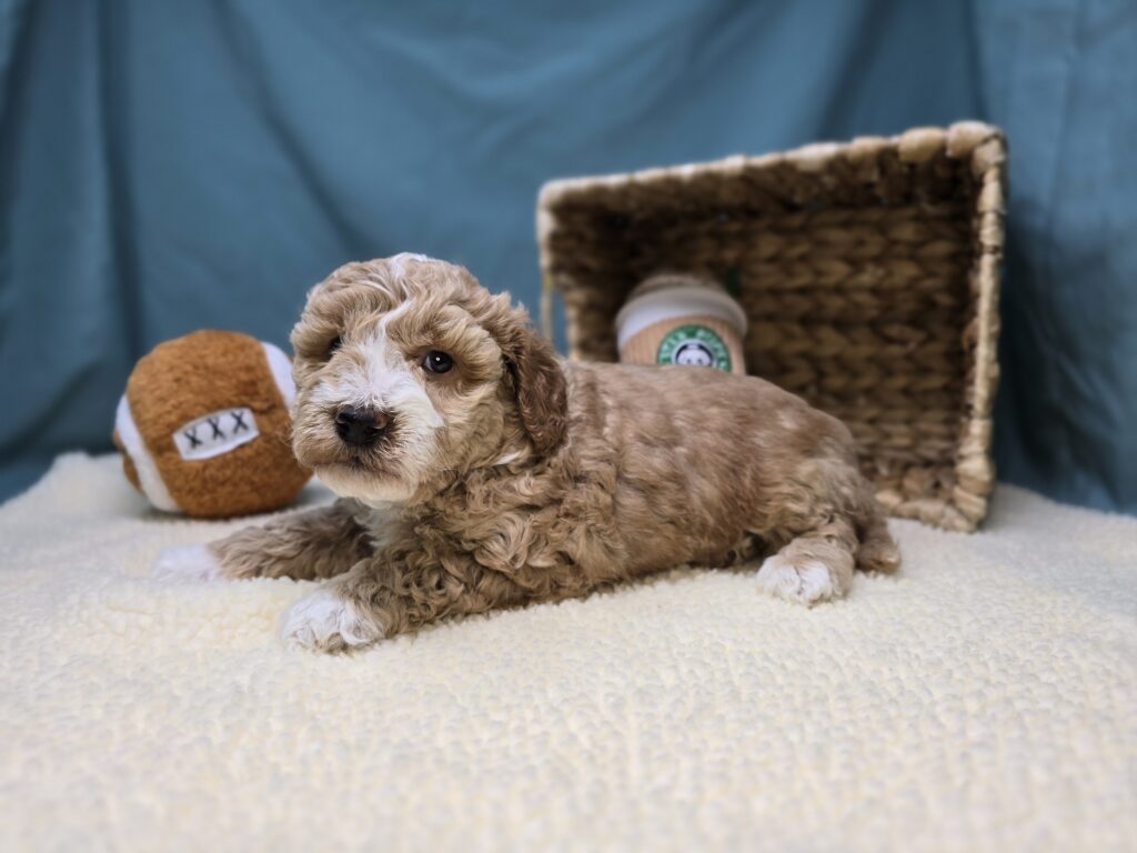 Butters - Goldendoodle Mini F1b - Image 4