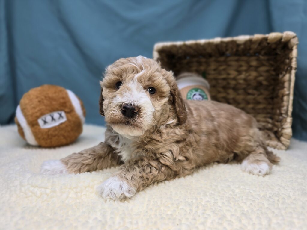 [#251070-03]  - Apricot M Goldendoodle Mini F1b Puppies For Sale