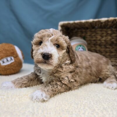 Goldendoodle Mini F1b - 1223 - Butters