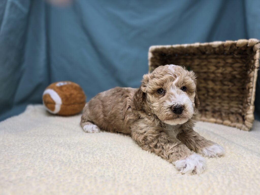Butters - Goldendoodle Mini F1b - Image 5