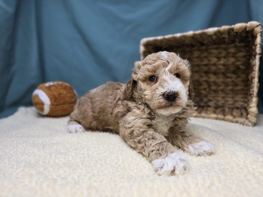 Butters - Goldendoodle Mini F1b - Image 6