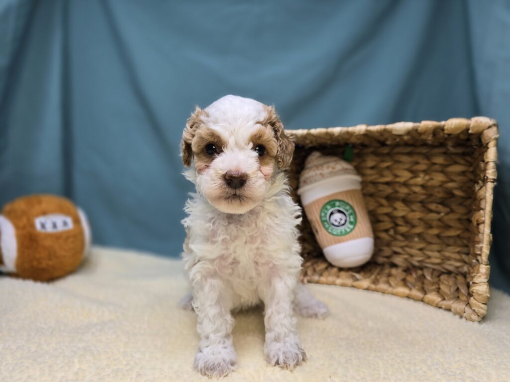 Snowy - Goldendoodle Mini F1b - Image 2