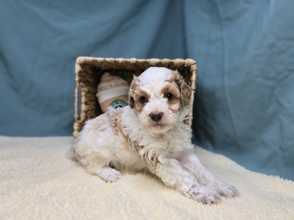 Snowy - Goldendoodle Mini F1b - Image 3