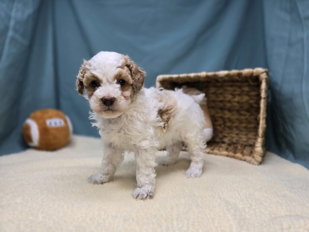[#251070-04]  - White F Goldendoodle Mini F1b Puppies For Sale