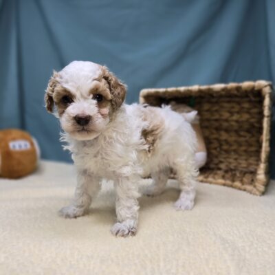 Goldendoodle Mini F1b - 1224 - Snowy