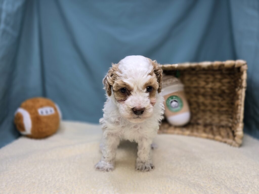 Snowy - Goldendoodle Mini F1b - Image 4