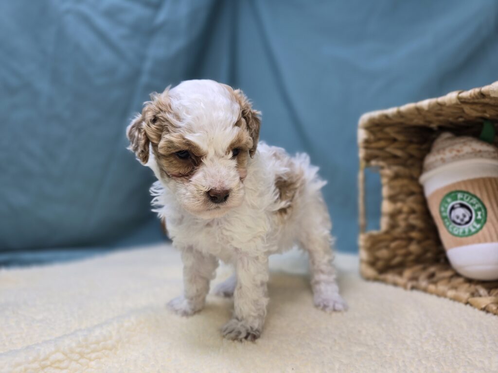 Snowy - Goldendoodle Mini F1b - Image 5