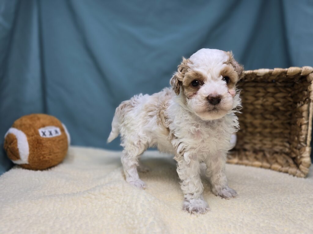 Snowy - Goldendoodle Mini F1b - Image 6