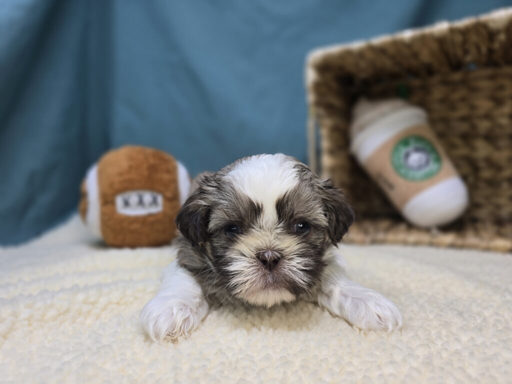 Biscuit - Shih Tzu - Image 3