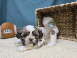 Shih Tzu