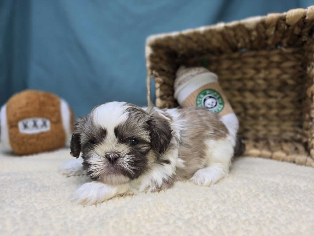 Biscuit - Shih Tzu - Image 4