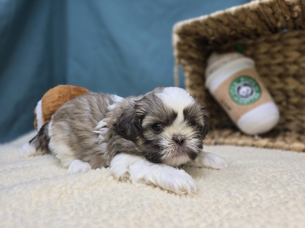 Biscuit - Shih Tzu - Image 5