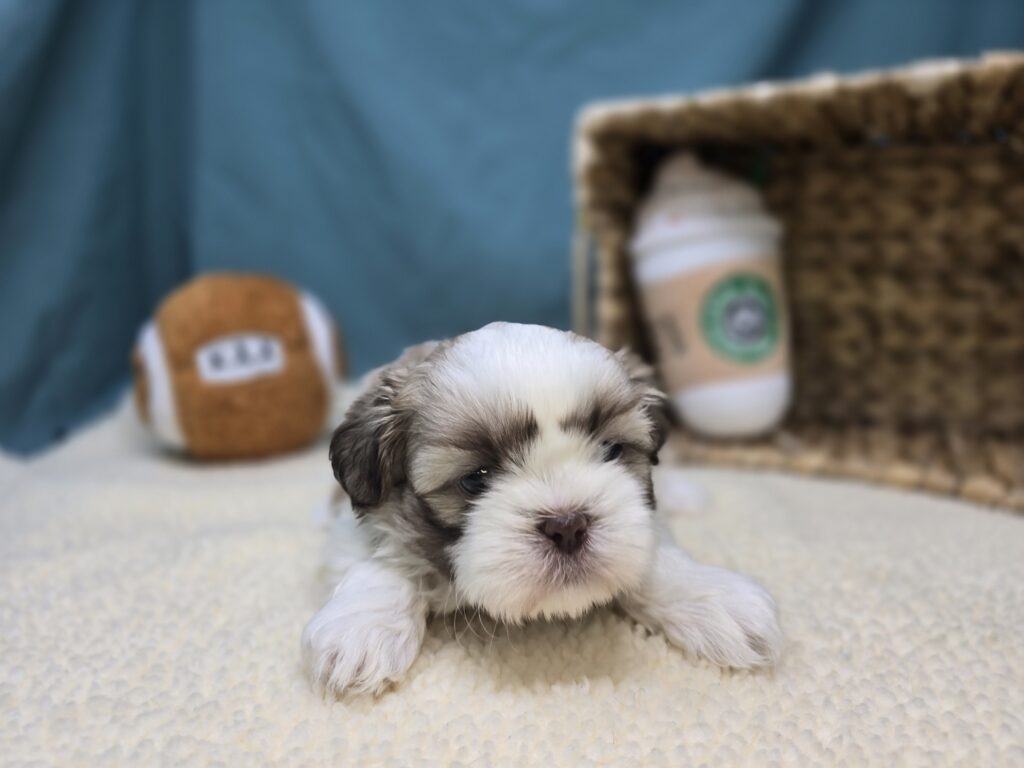 Snickers - Shih Tzu - Image 6